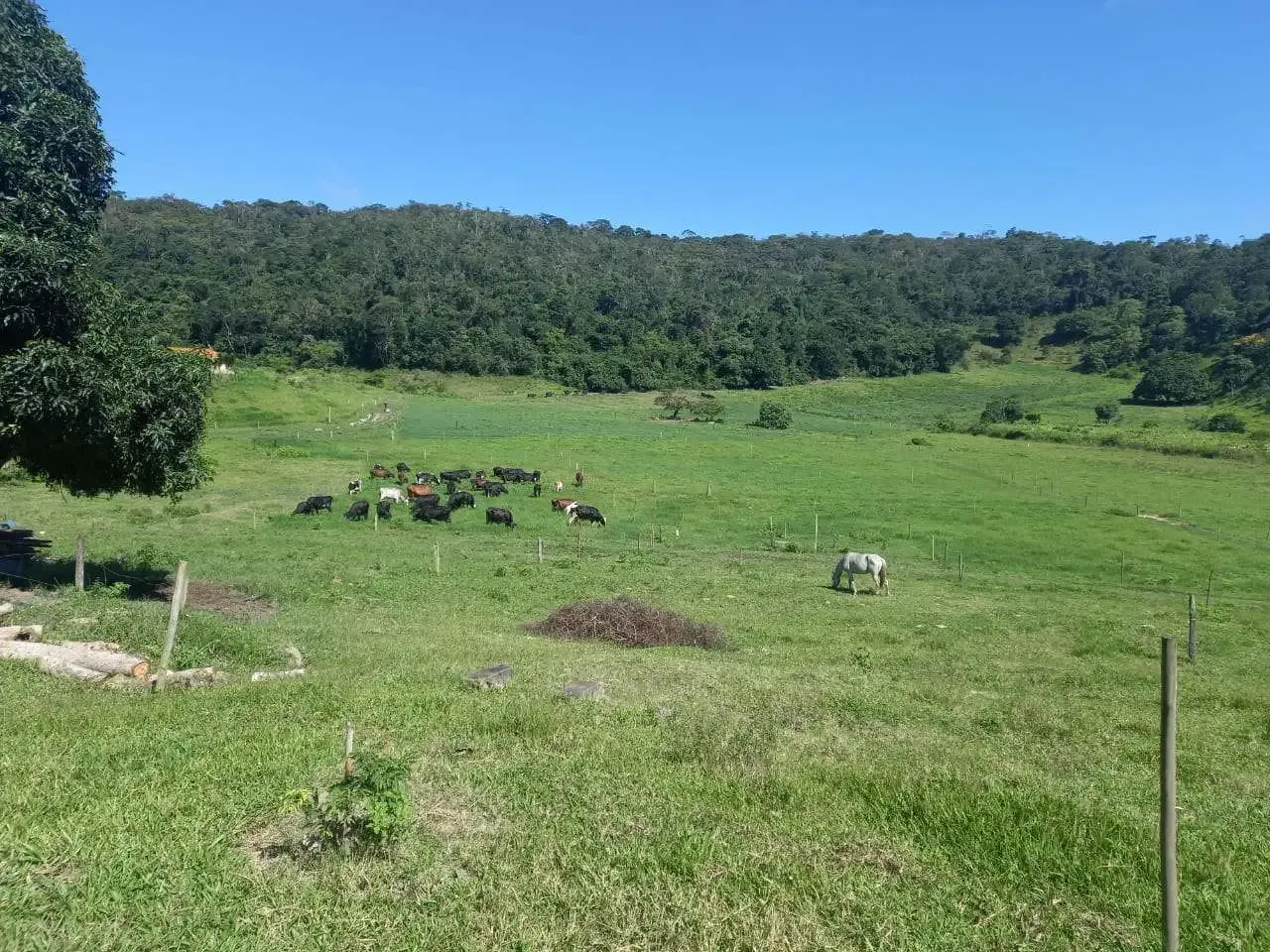 Queijo Cabacinha da Terra Estranha
