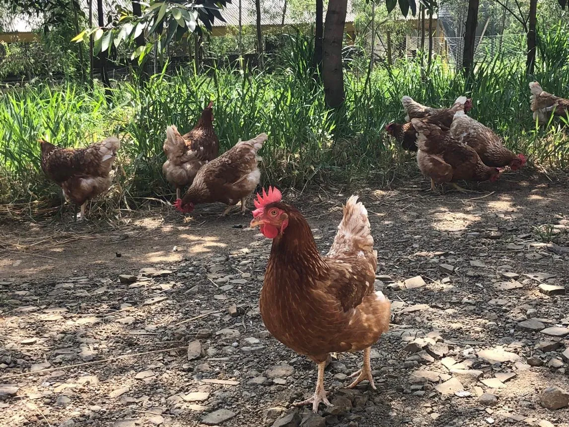 Naturegg (Fazenda Taquarantã das Matas)