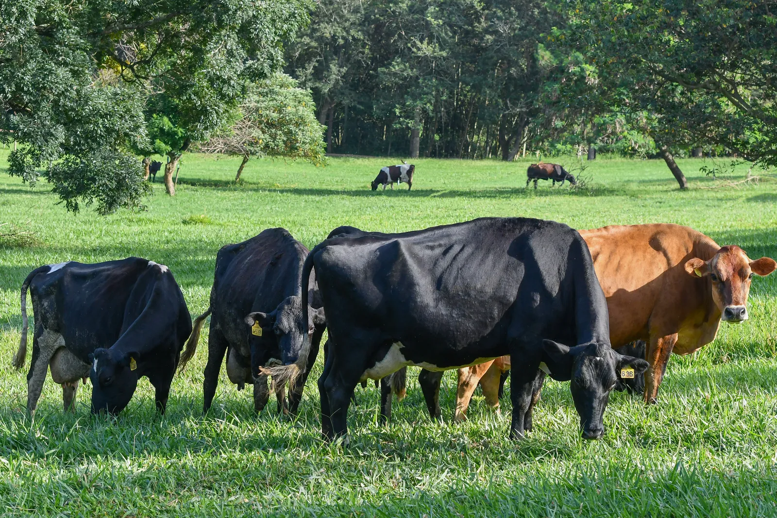 Fazenda Nata da Serra