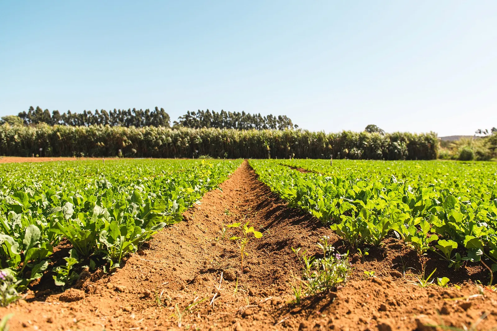 Fazenda Malunga